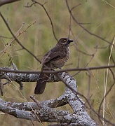 Arrow-marked babbler (turdoides jardineii),  Serengeti